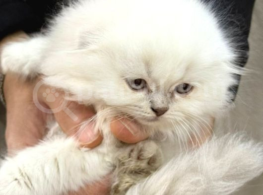 Kraliyet Şıklığında British Longhair Kedileri görsel