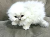 Kraliyet Şıklığında British Longhair Kedileri