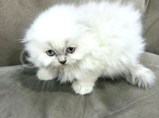 Kraliyet Şıklığında British Longhair Kedileri görsel
