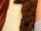 Eğitimli Dişi Toy Poodle Yavrumuz Ailesini Bekliyor