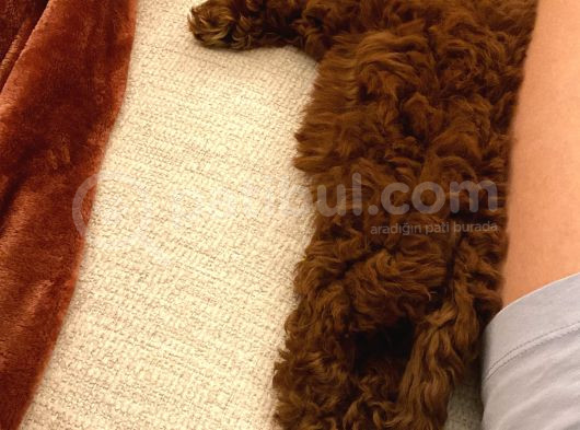 Eğitimli Dişi Toy Poodle Yavrumuz Ailesini Bekliyor görsel