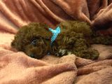 Eğitimli Dişi Toy Poodle Yavrumuz Ailesini Bekliyor