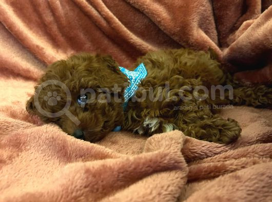 Eğitimli Dişi Toy Poodle Yavrumuz Ailesini Bekliyor görsel