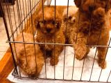 Ki̇m Orji̇nal A Kali̇te Toy Poodle İsti̇yor