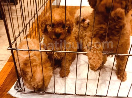 Ki̇m Orji̇nal A Kali̇te Toy Poodle İsti̇yor görsel
