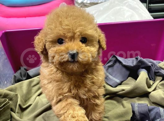 Ki̇m Orji̇nal A Kali̇te Toy Poodle İsti̇yor görsel