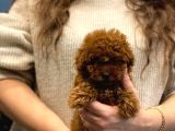 Ev Doğumu Toy Poodle Bebekler