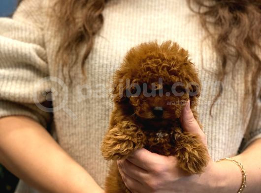 Ev Doğumu Toy Poodle Bebekler görsel