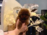 Safkan Toy Poodle Yavrular