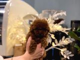 Safkan Toy Poodle Yavrular