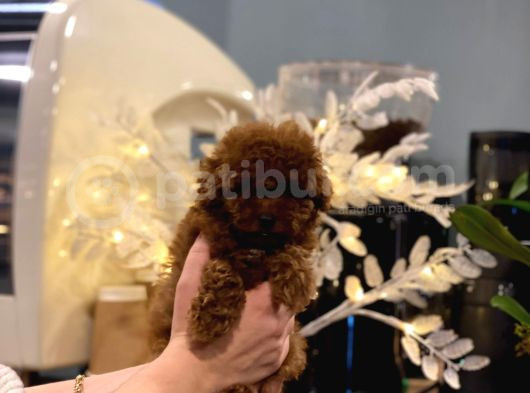 Safkan Toy Poodle Yavrular görsel