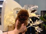 Safkan Toy poodle yavrular
