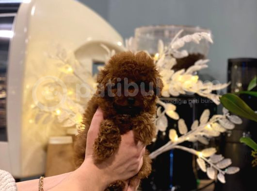 Safkan Toy Poodle Yavrular