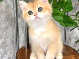 Sevimli Golden British Shorthair