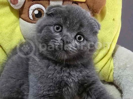 Ayıcık Surat Gri Scottish Fold Shorthair
