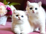 Özenle Yetiştirilmiş Silver British Shorthair