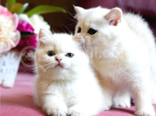 Özenle Yetiştirilmiş Silver British Shorthair görsel