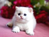 Özenle Yetiştirilmiş Silver British Shorthair