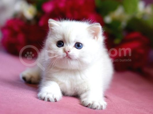 Özenle Yetiştirilmiş Silver British Shorthair görsel