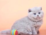 Peluş görünümlü Lilac British Longhair