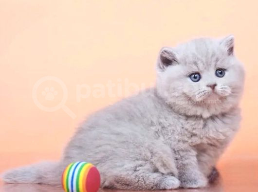 Peluş Görünümlü Lilac British Longhair