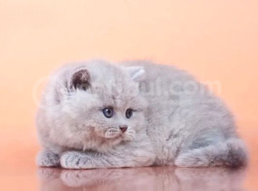 Peluş Görünümlü Lilac British Longhair görsel
