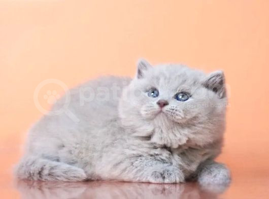 Peluş Görünümlü Lilac British Longhair görsel