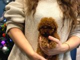 Ev Doğumu Toy Poodle Bebekler