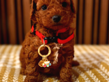 Eğitimli Dişi Toy Poodle Yavrumuz Ailesini Bekliyor