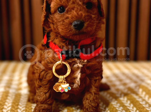 Eğitimli Dişi Toy Poodle Yavrumuz Ailesini Bekliyor görsel