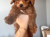 Eğitimli Dişi Toy Poodle Yavrumuz Ailesini Bekliyor
