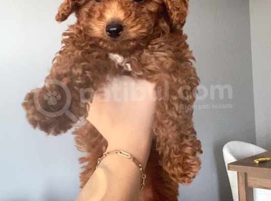 Eğitimli Dişi Toy Poodle Yavrumuz Ailesini Bekliyor görsel