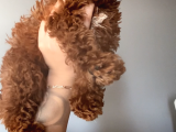 Eğitimli Dişi Toy Poodle Yavrumuz Ailesini Bekliyor