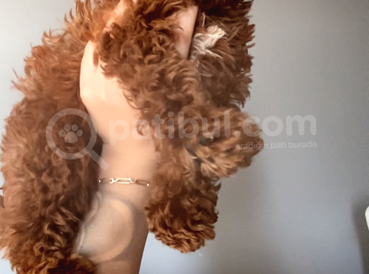 Eğitimli Dişi Toy Poodle Yavrumuz Ailesini Bekliyor görsel
