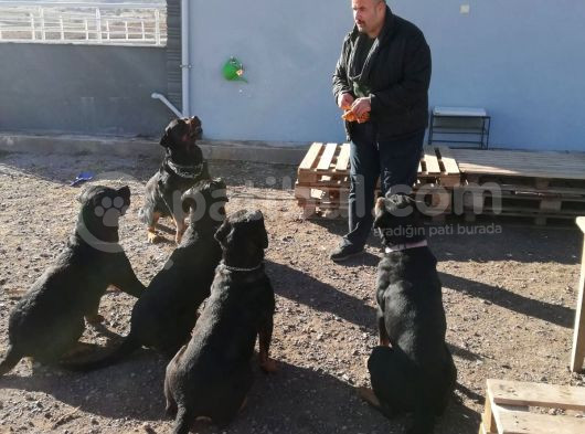 Vet Heki̇mden 17 Eyl 2025  2 Erkek Yavru Rezerveye Açık görsel
