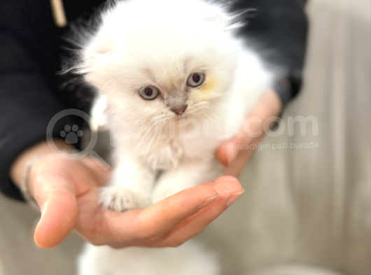 Kraliyet Şıklığında British Longhair Kedileri görsel