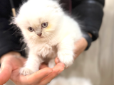 Kraliyet Şıklığında British Longhair Kedileri
