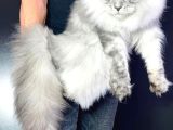 Xl Maine Coon Safkan Secereli̇ Yavrular