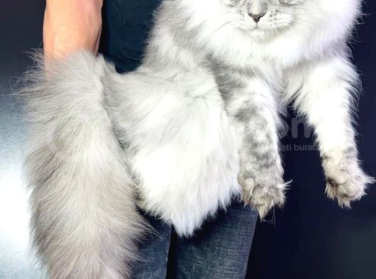 Xl Maine Coon Safkan Secereli̇ Yavrular görsel