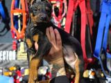 Doberman King özel yavrular pet Otelimizden sizlerle