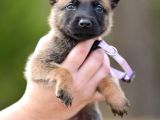Pet Otelimizden Aşılı Belçika Malinois Kurdu Yavrular
