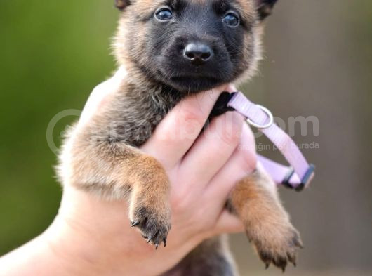 Pet Otelimizden Aşılı Belçika Malinois Kurdu Yavrular görsel
