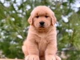 Yeni Yılda Evinizi Isıtacak Golden Retriever Yavrular