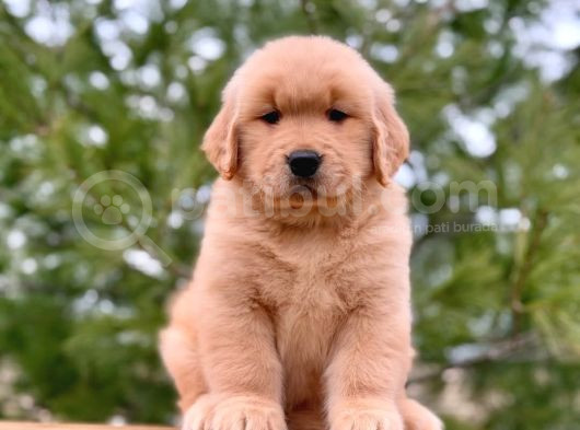 Yeni Yılda Evinizi Isıtacak Golden Retriever Yavrular görsel