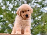 Yeni Yılda Evinizi Isıtacak Golden Retriever Yavrular