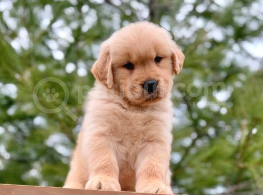 Yeni Yılda Evinizi Isıtacak Golden Retriever Yavrular