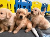 Yeni Yılda Evinizi Isıtacak Golden Retriever Yavrular