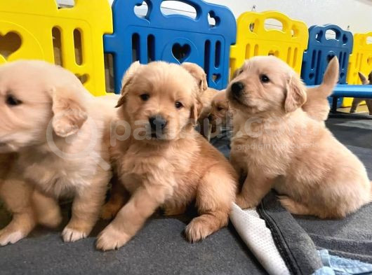 Yeni Yılda Evinizi Isıtacak Golden Retriever Yavrular görsel
