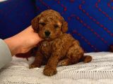Ev Doğumlu Red Brown Toy Poodle Erkek Acil