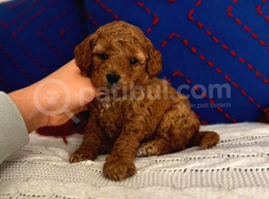Ev Doğumlu Red Brown Toy Poodle Erkek Acil görsel